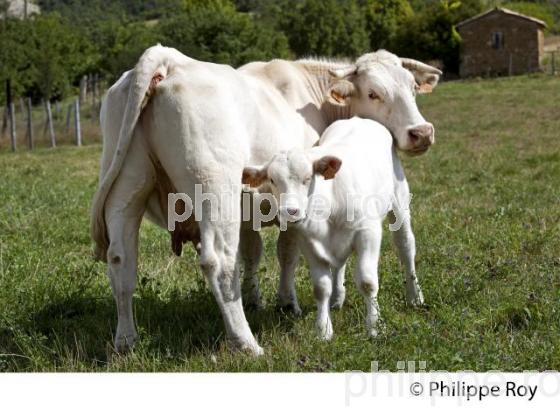 VEAU SOUS LA MERE, RACE CHAROLAIS, HAUTES ALPES, PACA, FRANCE. (00A05113.jpg)