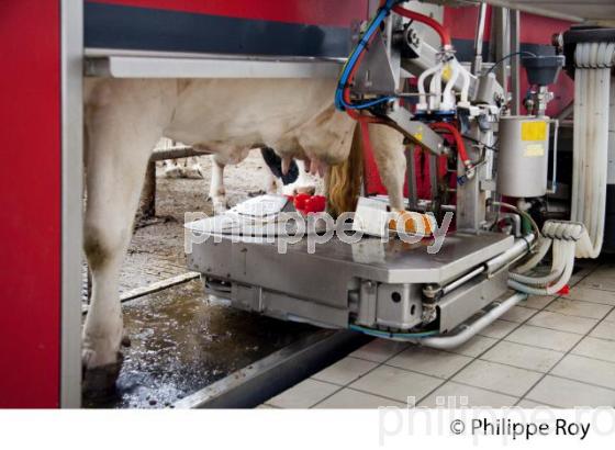 ROBOT POUR TRAIRE LES VACHES, ELEVAGE BOVIN (00A05120.jpg)