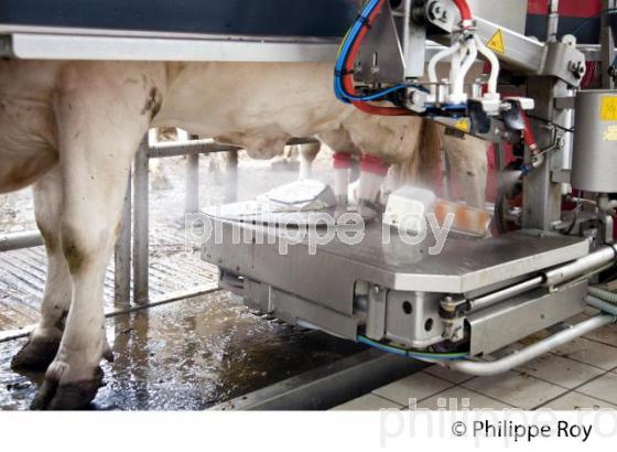 ROBOT POUR TRAIRE LES VACHES, ELEVAGE BOVIN (00A05121.jpg)