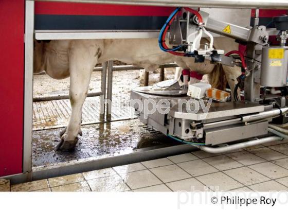 ROBOT POUR TRAIRE LES VACHES, ELEVAGE BOVIN (00A05122.jpg)