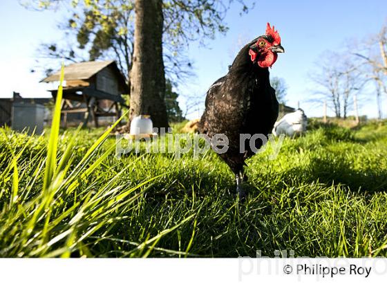 POULE ET VOLAILLE DANS LE POULAILLER, GIRONDE. (00A05214.jpg)