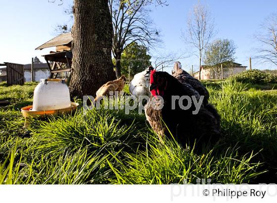 POULE ET VOLAILLE DANS LE POULAILLER, GIRONDE. (00A05215.jpg)