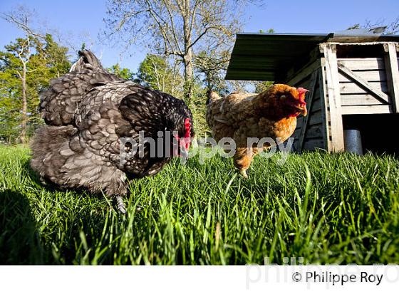 POULE ET VOLAILLE DANS LE POULAILLER, GIRONDE. (00A05219.jpg)