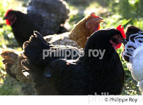 POULE ET VOLAILLE DANS LE POULAILLER, GIRONDE. (00A05220.jpg)