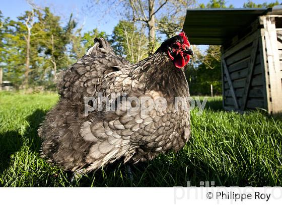 POULE ET VOLAILLE DANS LE POULAILLER, GIRONDE. (00A05221.jpg)