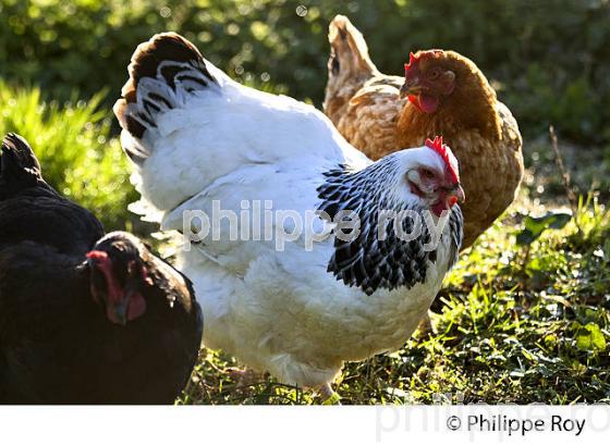POULE ET VOLAILLE DANS LE POULAILLER, GIRONDE. (00A05224.jpg)