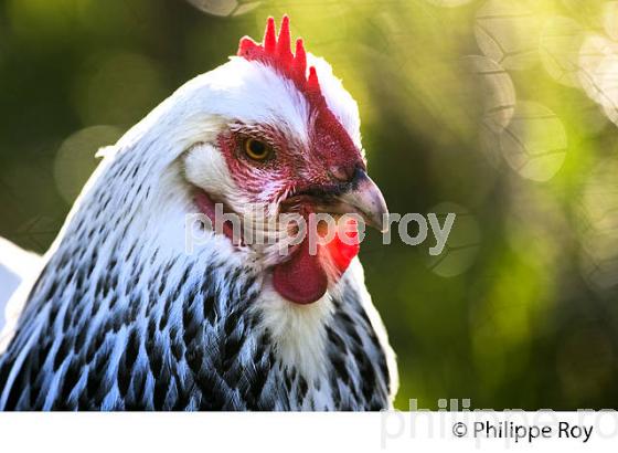 POULE ET VOLAILLE DANS LE POULAILLER, GIRONDE. (00A05228.jpg)