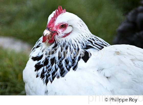 POULE ET VOLAILLE DANS LE POULAILLER, GIRONDE. (00A05229.jpg)