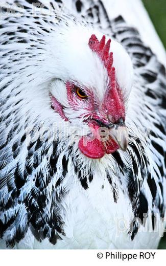 POULE ET VOLAILLE DANS LE POULAILLER, GIRONDE. (00A05231.jpg)