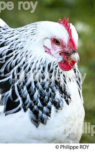 POULE ET VOLAILLE DANS LE POULAILLER, GIRONDE. (00A05232.jpg)