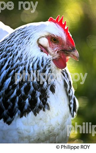 POULE ET VOLAILLE DANS LE POULAILLER, GIRONDE. (00A05233.jpg)
