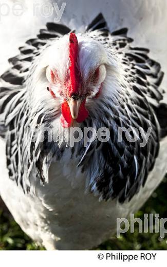 POULE ET VOLAILLE DANS LE POULAILLER, GIRONDE. (00A05235.jpg)