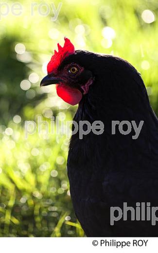 POULE ET VOLAILLE DANS LE POULAILLER, GIRONDE. (00A05240.jpg)