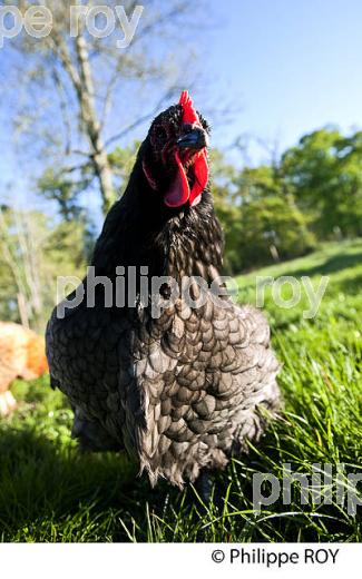 POULE ET VOLAILLE DANS LE POULAILLER, GIRONDE. (00A05301.jpg)