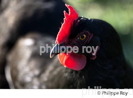 POULE ET VOLAILLE DANS LE POULAILLER, GIRONDE. (00A05303.jpg)