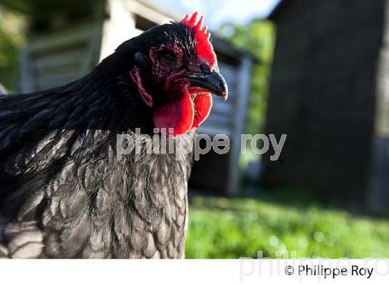 POULE ET VOLAILLE DANS LE POULAILLER, GIRONDE. (00A05304.jpg)