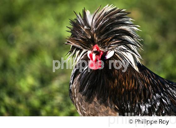 COQ EN LIBERTE  DANS LE POULAILLER, GIRONDE. (00A05307.jpg)