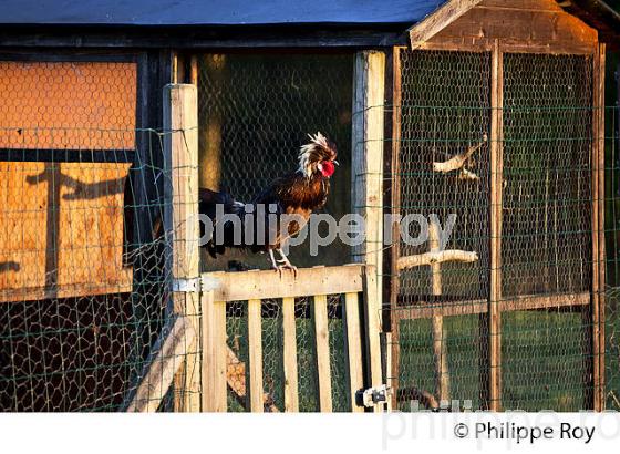 COQ EN LIBERTE  DANS LE POULAILLER, GIRONDE. (00A05309.jpg)