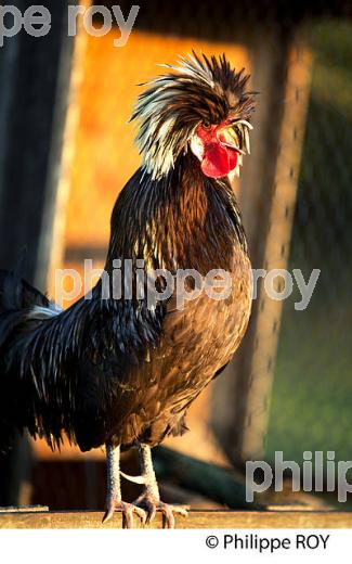 COQ EN LIBERTE  DANS LE POULAILLER, GIRONDE. (00A05311.jpg)