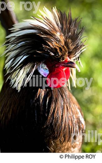 COQ EN LIBERTE  DANS LE POULAILLER, GIRONDE. (00A05312.jpg)