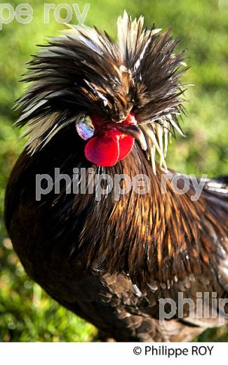 COQ EN LIBERTE  DANS LE POULAILLER, GIRONDE. (00A05314.jpg)