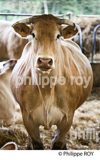ELEVAGE DE BOVINS, IGP BOEUF DE CHALOSSE, LABEL ROUGE, QUALITE LANDES. (00A05407.jpg)