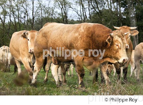 ELEVAGE DE BOVINS, IGP BOEUF DE CHALOSSE, LABEL ROUGE, QUALITE LANDES. (00A05512.jpg)