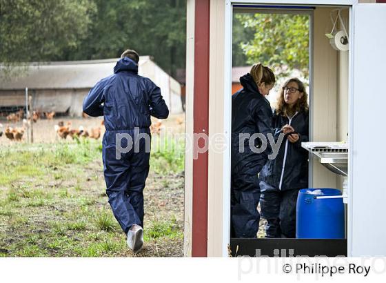 PROTECTION SANITAIRE, ELEVAGE DE POULETS CHAPONS FERMIERS , IGP VOLAILLE DES LANDES. (00A05621.jpg)