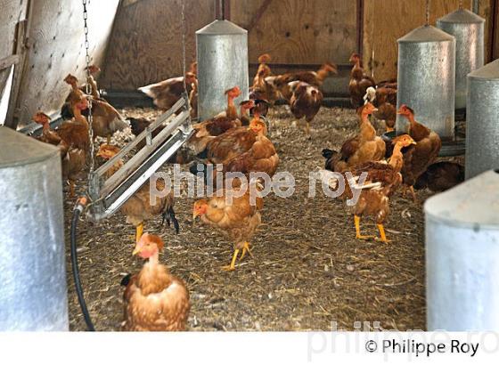 ELEVAGE DE POULETS CHAPONS FERMIERS , IGP VOLAILLE DES LANDES, LABEL ROUGE, QUALITE LANDES. (00A05627.jpg)
