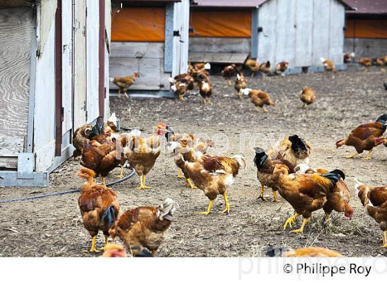 ELEVAGE DE POULETS CHAPONS FERMIERS , IGP VOLAILLE DES LANDES, LABEL ROUGE, QUALITE LANDES. (00A05628.jpg)
