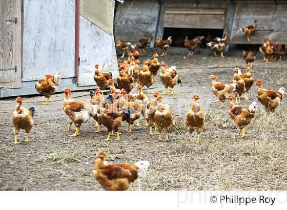 ELEVAGE DE POULETS CHAPONS FERMIERS , IGP VOLAILLE DES LANDES, LABEL ROUGE, QUALITE LANDES. (00A05629.jpg)