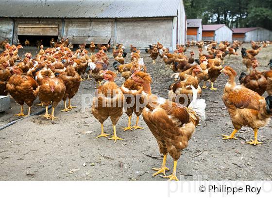 ELEVAGE DE POULETS CHAPONS FERMIERS , IGP VOLAILLE DES LANDES, LABEL ROUGE, QUALITE LANDES. (00A05630.jpg)