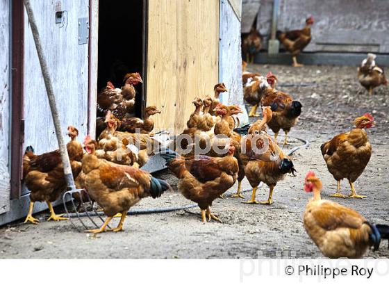 ELEVAGE DE POULETS CHAPONS FERMIERS , IGP VOLAILLE DES LANDES, LABEL ROUGE, QUALITE LANDES. (00A05631.jpg)