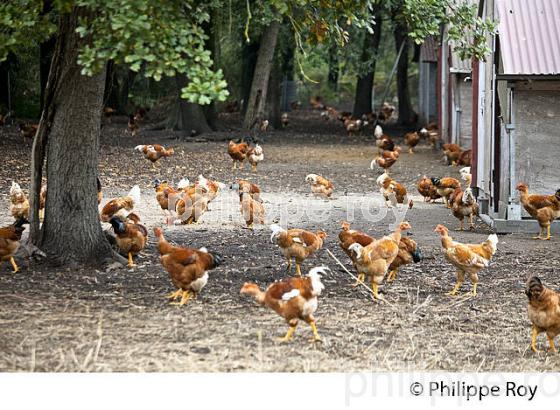 ELEVAGE DE POULETS CHAPONS FERMIERS , IGP VOLAILLE DES LANDES, LABEL ROUGE, QUALITE LANDES. (00A05634.jpg)