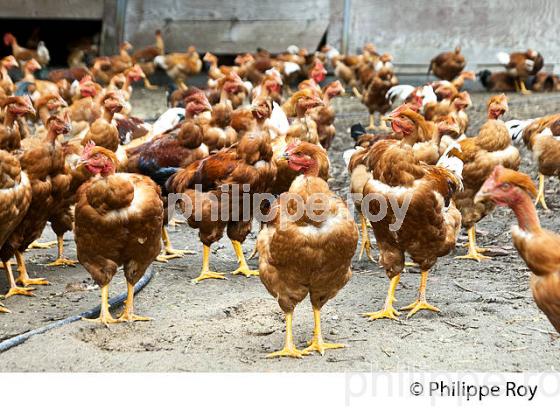ELEVAGE DE POULETS CHAPONS FERMIERS , IGP VOLAILLE DES LANDES, LABEL ROUGE, QUALITE LANDES. (00A05635.jpg)