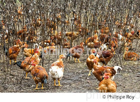 ELEVAGE DE POULETS CHAPONS FERMIERS , IGP VOLAILLE DES LANDES, LABEL ROUGE, QUALITE LANDES. (00A05636.jpg)