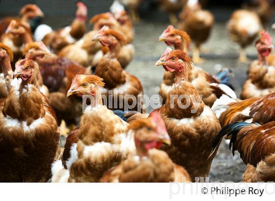 ELEVAGE DE POULETS CHAPONS FERMIERS , IGP VOLAILLE DES LANDES, LABEL ROUGE, QUALITE LANDES. (00A05639.jpg)