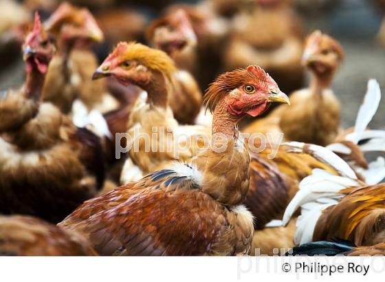 ELEVAGE DE POULETS CHAPONS FERMIERS , IGP VOLAILLE DES LANDES, LABEL ROUGE, QUALITE LANDES. (00A05701.jpg)