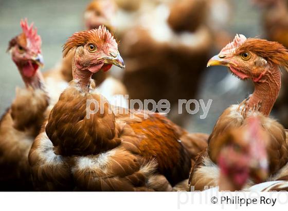 ELEVAGE DE POULETS CHAPONS FERMIERS , IGP VOLAILLE DES LANDES, LABEL ROUGE, QUALITE LANDES. (00A05704.jpg)