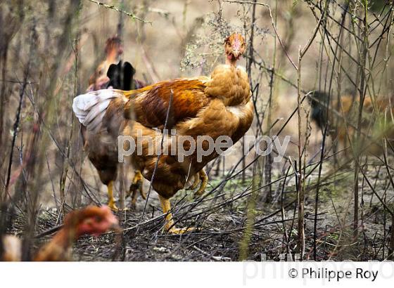 ELEVAGE DE POULETS CHAPONS FERMIERS , IGP VOLAILLE DES LANDES, LABEL ROUGE, QUALITE LANDES. (00A05705.jpg)