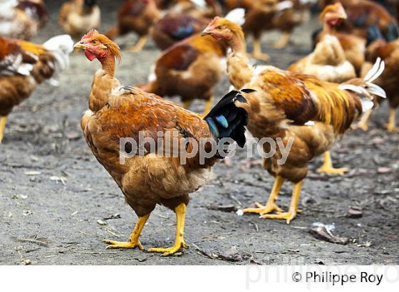 ELEVAGE DE POULETS CHAPONS FERMIERS , IGP VOLAILLE DES LANDES, LABEL ROUGE, QUALITE LANDES. (00A05706.jpg)