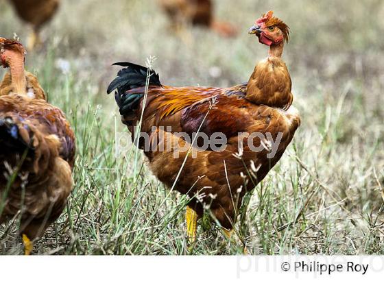 ELEVAGE DE POULETS CHAPONS FERMIERS , IGP VOLAILLE DES LANDES, LABEL ROUGE, QUALITE LANDES. (00A05708.jpg)