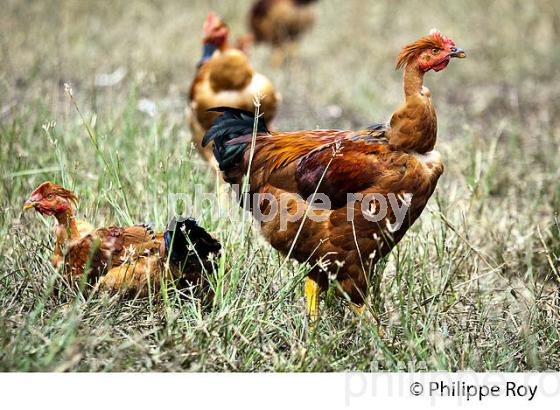 ELEVAGE DE POULETS CHAPONS FERMIERS , IGP VOLAILLE DES LANDES, LABEL ROUGE, QUALITE LANDES. (00A05710.jpg)