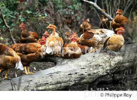 ELEVAGE DE POULETS CHAPONS FERMIERS , IGP VOLAILLE DES LANDES, LABEL ROUGE, QUALITE LANDES. (00A05715.jpg)