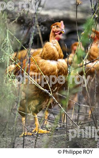 ELEVAGE DE POULETS CHAPONS FERMIERS , IGP VOLAILLE DES LANDES, LABEL ROUGE, QUALITE LANDES. (00A05717.jpg)