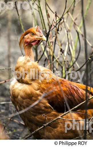 ELEVAGE DE POULETS CHAPONS FERMIERS , IGP VOLAILLE DES LANDES, LABEL ROUGE, QUALITE LANDES. (00A05719.jpg)