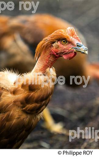 ELEVAGE DE POULETS CHAPONS FERMIERS , IGP VOLAILLE DES LANDES, LABEL ROUGE, QUALITE LANDES. (00A05720.jpg)