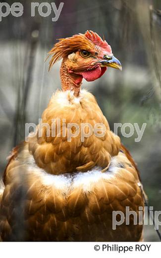 ELEVAGE DE POULETS CHAPONS FERMIERS , IGP VOLAILLE DES LANDES, LABEL ROUGE, QUALITE LANDES. (00A05721.jpg)