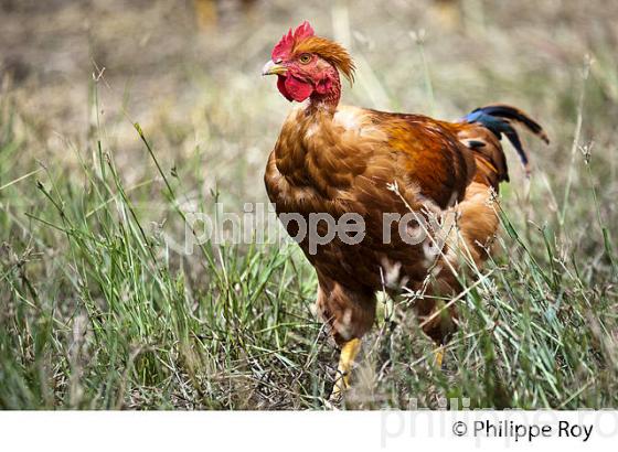 ELEVAGE DE POULETS CHAPONS FERMIERS , IGP VOLAILLE DES LANDES, LABEL ROUGE, QUALITE LANDES. (00A05726.jpg)