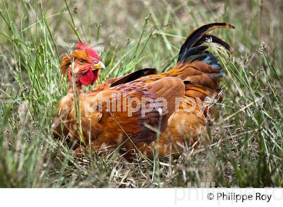 ELEVAGE DE POULETS CHAPONS FERMIERS , IGP VOLAILLE DES LANDES, LABEL ROUGE, QUALITE LANDES. (00A05728.jpg)